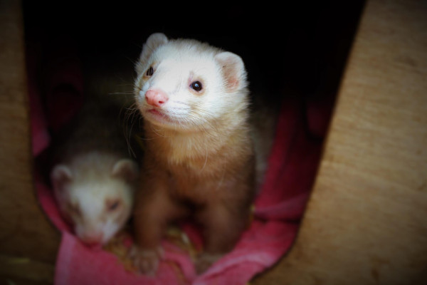 Ferrets